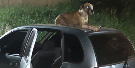 Une voiture volée est retrouvée avec un chien errant qui la garde et refuse de partir